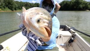 Asian carp or silver carp