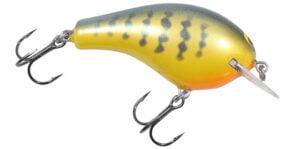 Bagley B2 ORANGE BELLY GILL