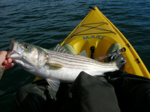 Catching striped bass in akayay