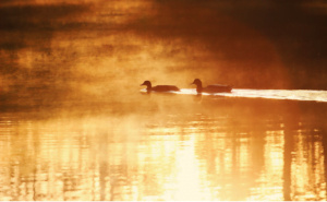 Ducks on a lake