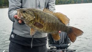 Fall Smallmouth Fishing A Guide to Catching River Smallies