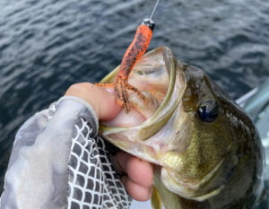 Finesse baits from Z Man like the TRD TicklerZ are fantastic options for Ned Rigging