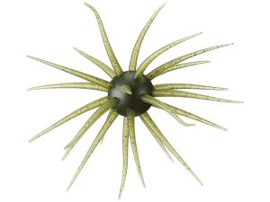 Hideup Coike Fullcast Creature Bait in Watermelon