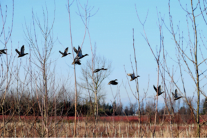 Getting into waterfowl hunting