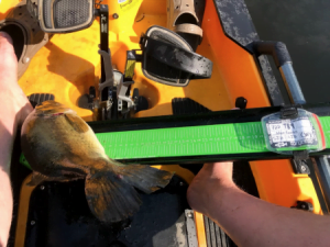 How to Measure and Submit Bass in a Kayak Tournament1 450x338 1