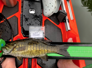 How to Measure and Submit Bass in a Kayak Tournament2 705x527 1