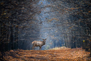 Hunters and Land Conservancies