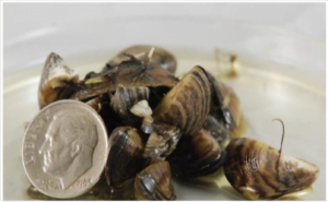 Invasive mussels Cal grants