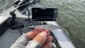 Large profile lizards and flukes are great fall options for Texas Rigging.