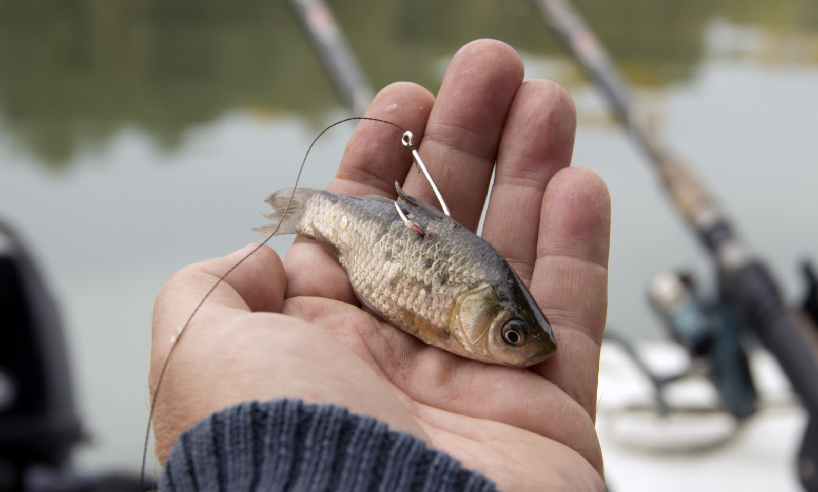 Trolling - Fishing techniques - FishingTheSpot