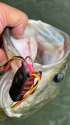 Top Water Frogs for Bass - Coastal Angler & The Angler Magazine