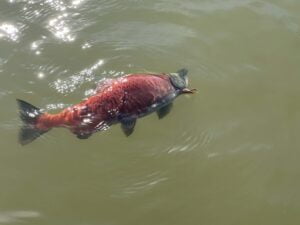 Salmon at Lake Shasta