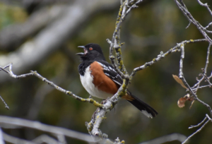 Song Birds