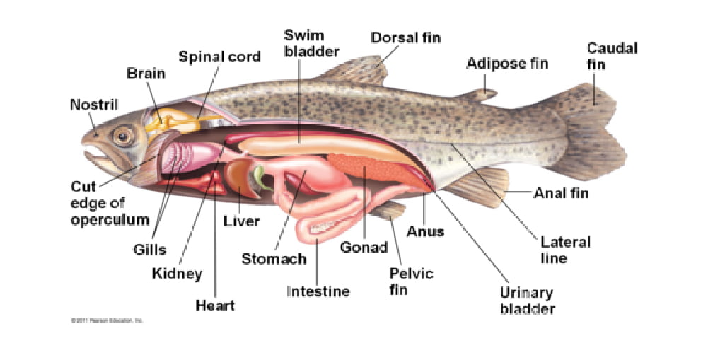 Understanding the Swim Bladder | Bass Angler Magazine