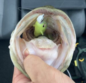 SwimBait