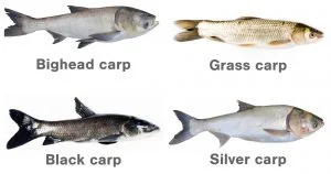 U.S. Fish and Wildlife Service AsianCarp