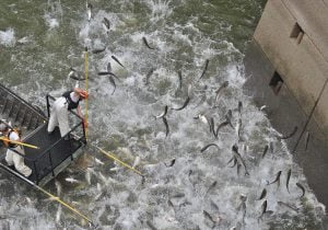 asian carp problem