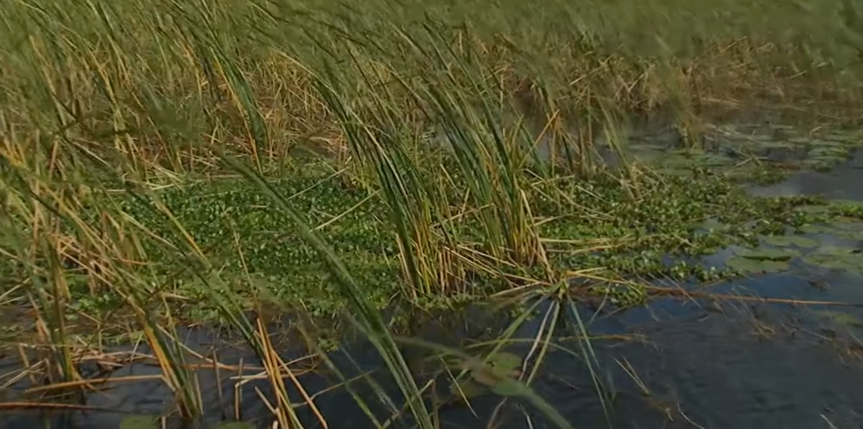 bass in the grass