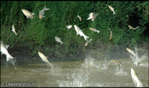 government grant to kill asian carp