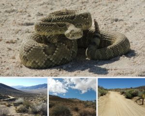 rattle snake and stae parks