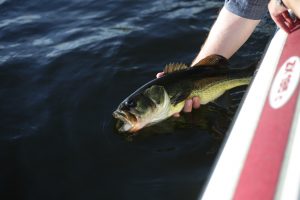 released bass