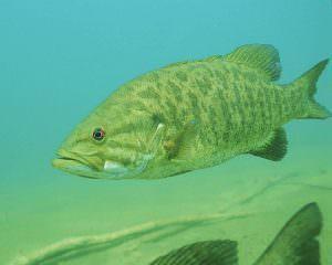 smallmouth bass