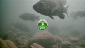 smallmouth underwater with aqua vu